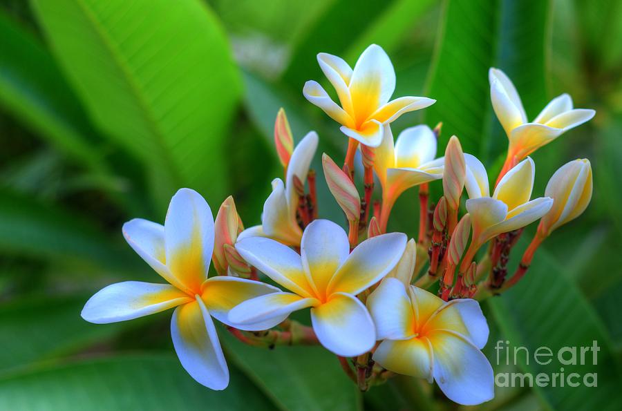 Evening Plumerias Photograph by Kelly Wade