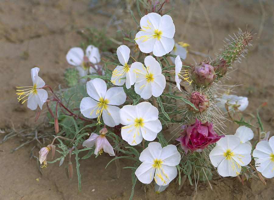 Evening Primrose And Grizzly Bear Cactus Photograph by Tim Fitzharris