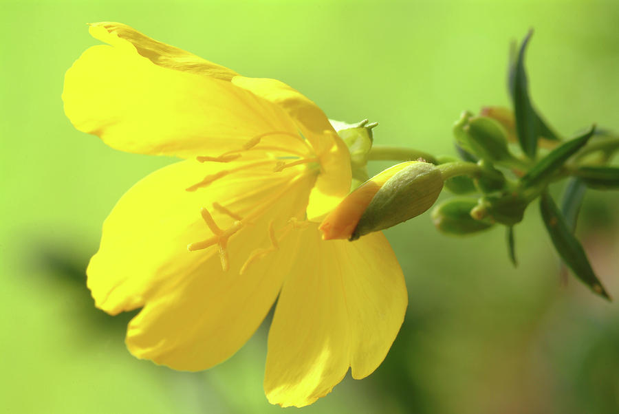 oenothera biennis