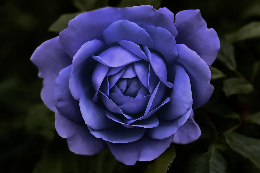 Evening Purple Rose Flower Photograph by Jennie Marie Schell - Fine Art ...