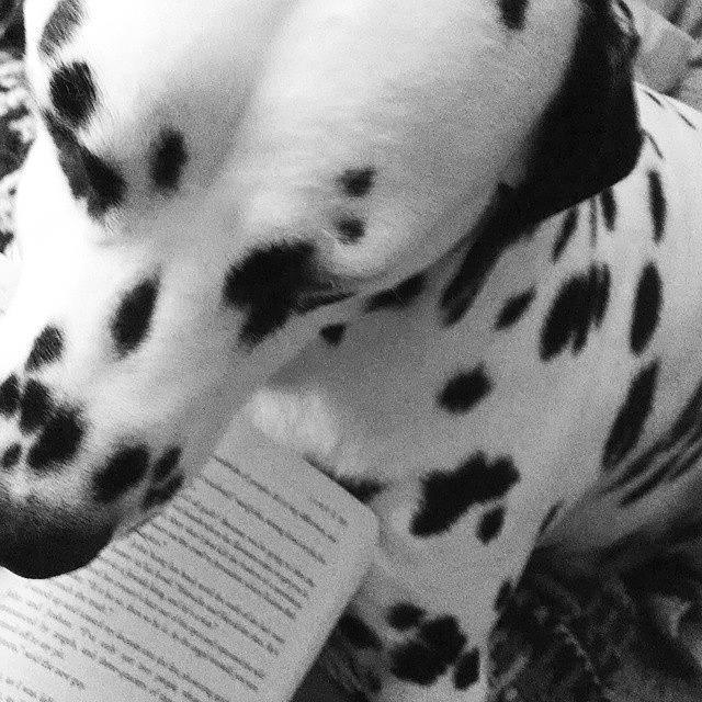 Dalmatian Photograph - Evening Reading. #lavieenchien by Melissa Yosua-Davis