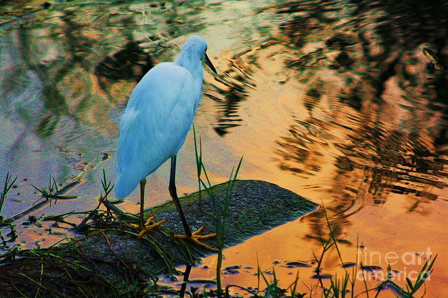 Evening Reflection On A Snowy Egret. Photograph
