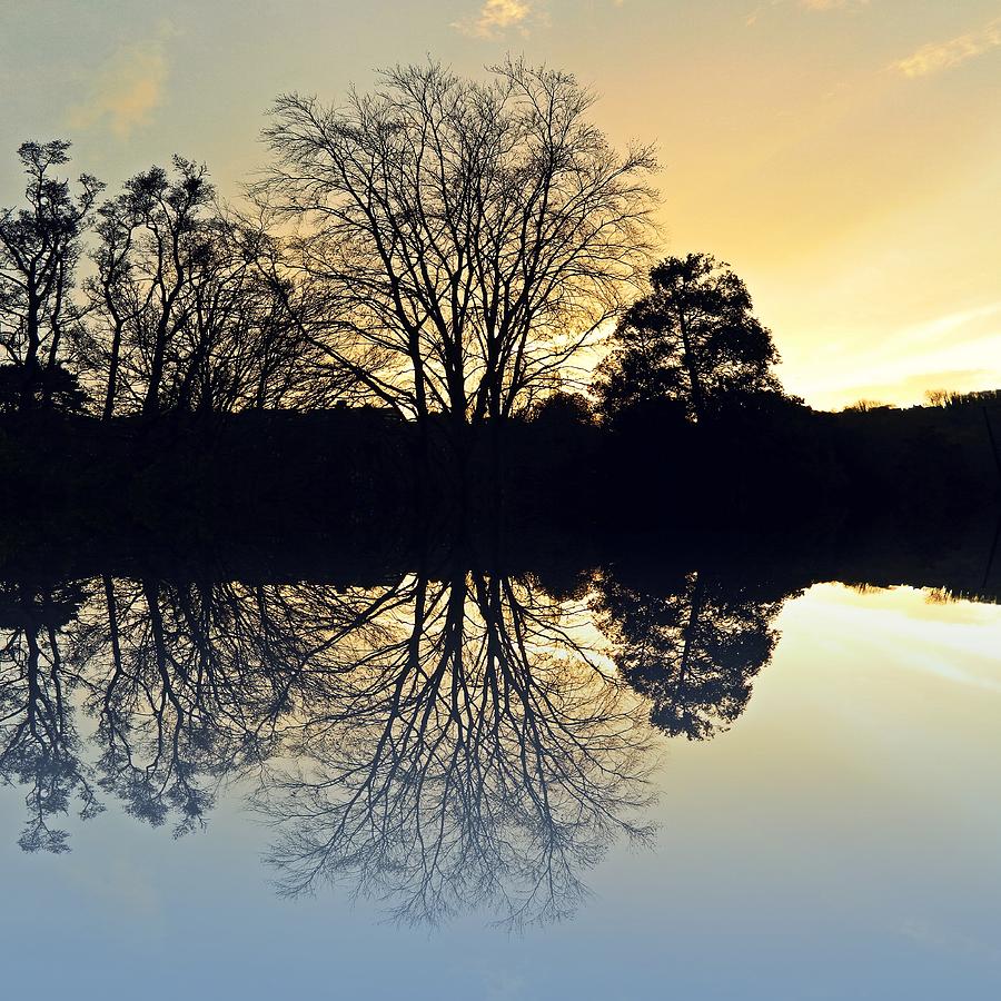Tree Photograph - Evening reflections by Sharon Lisa Clarke