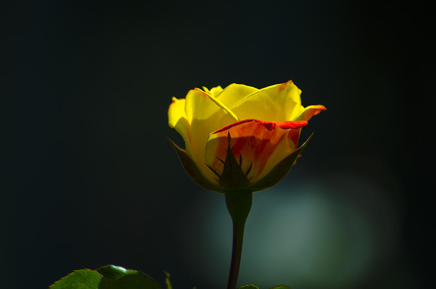 Evening Rose Photograph by Dick Hudson