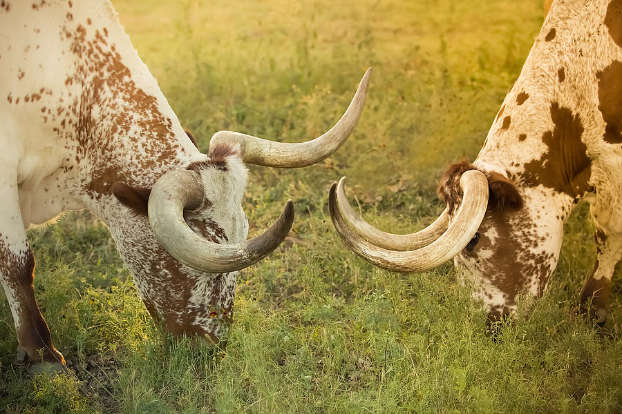 Longhorns Of Texas Photograph - Evening Show by Kim Henderson