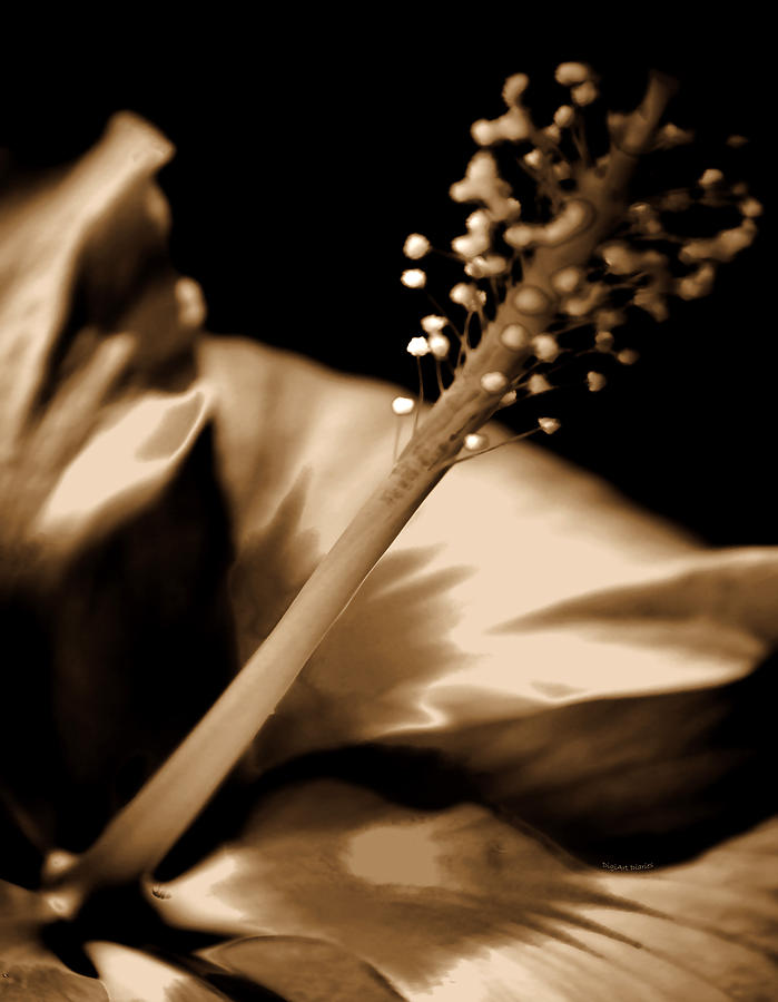 Evening Silk Hibiscus Photograph by DigiArt Diaries by Vicky B Fuller