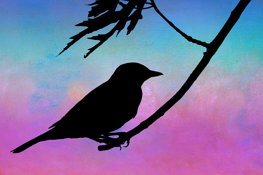 Evening Stillness - Bird - Silhouette Photograph by Nikolyn McDonald