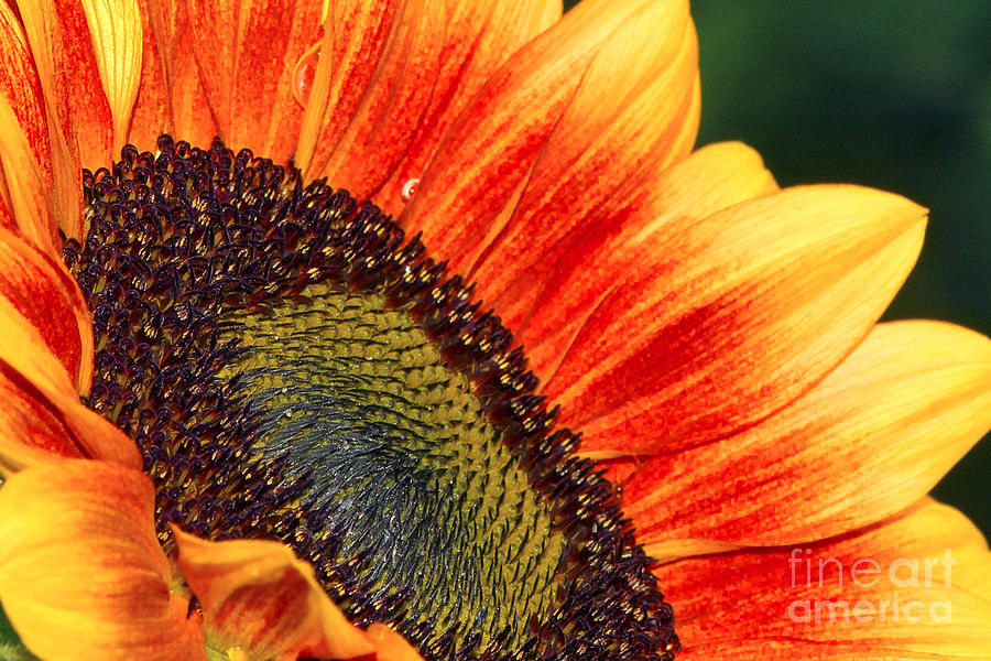 Sunflower Photograph - Evening Sun Sunflower by Sharon Talson