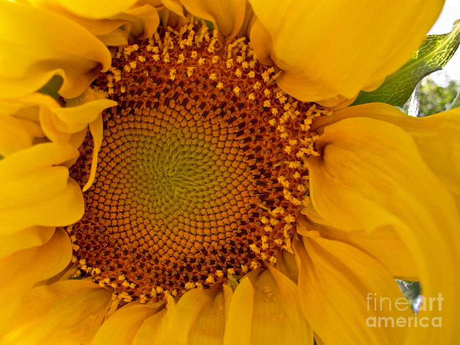 Evening Sunflower Photograph