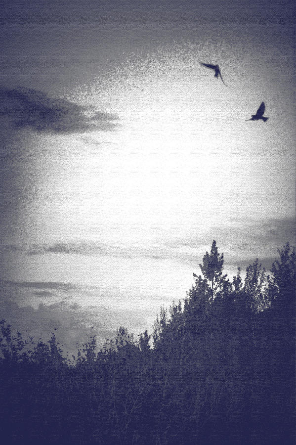 Evening Swallows Photograph by Lisa Holland-Gillem