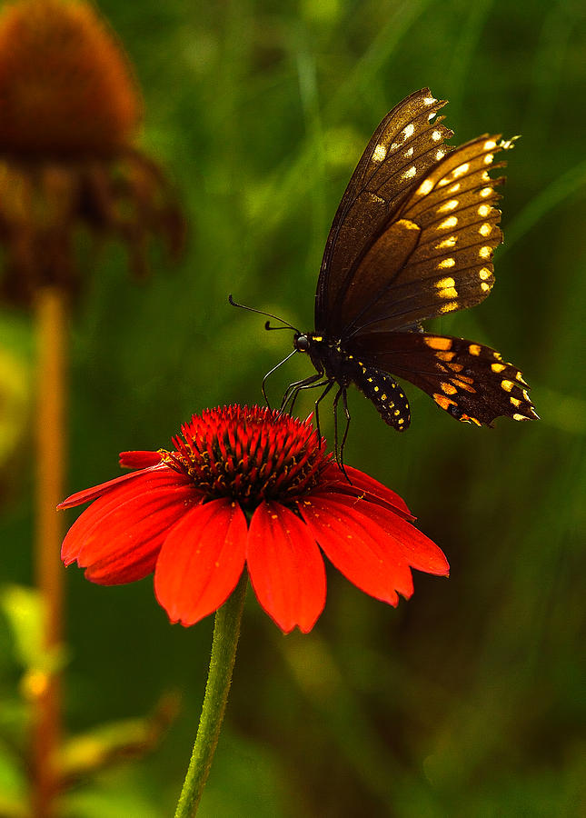 Evening Swallowtail Photograph by William Jobes