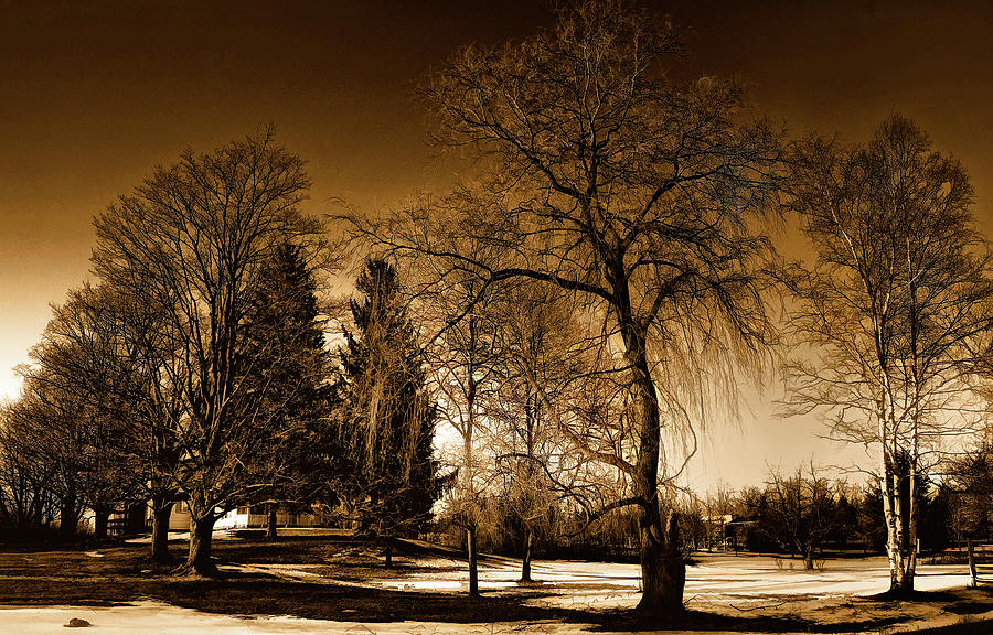 Tree Photograph - Evening Trees II by Steve Harrington