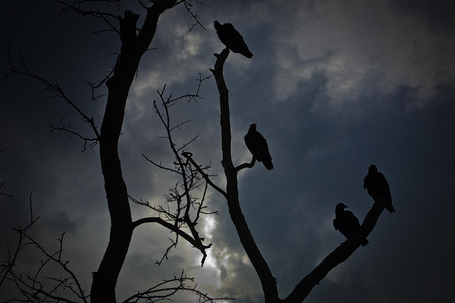 Evening Vultures Photograph