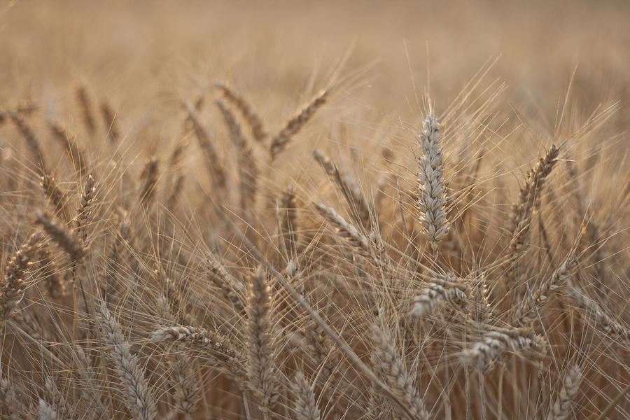 Nature Photograph - Evening Wheat by Georgia Clare