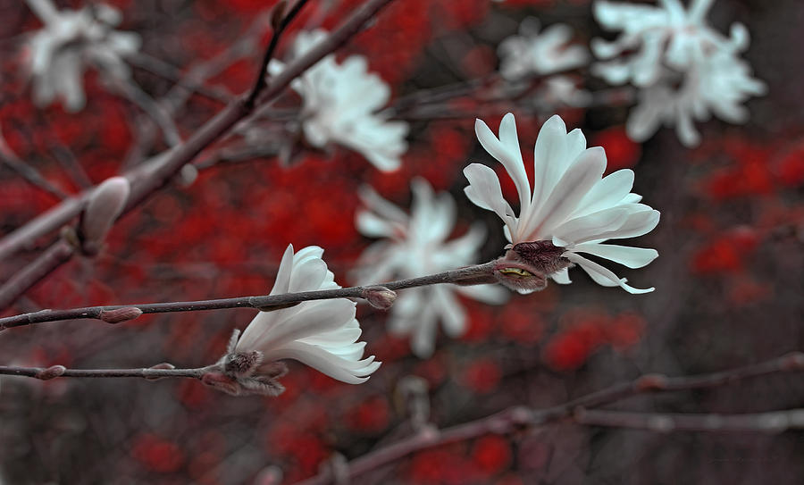 Evening White Star Magnolia Flowers Photograph by Jennie Marie Schell
