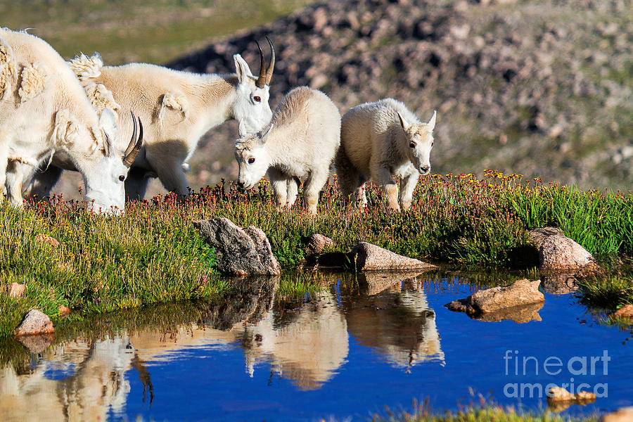 Mountain Goats Photograph - Evenings Retreat by Jim Garrison