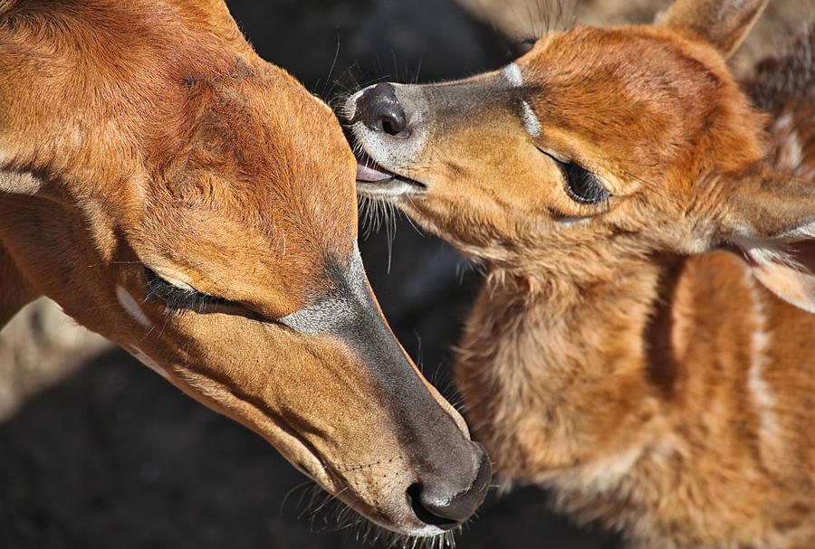 Deer Photograph - Ever Love by Karol Livote