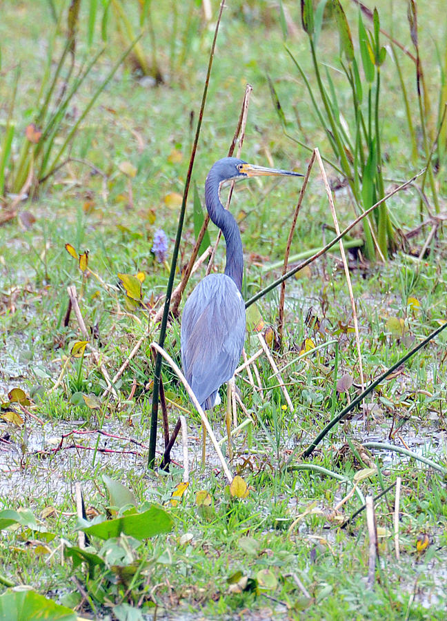 Everglade Heron Photograph by Rebecca Parker