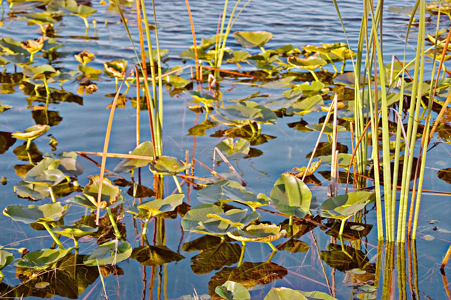 Everglade Lilypads Photo Photograph by Peter J Sucy