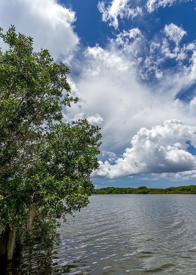 Nature Photograph - Everglades 0266 by Rudy Umans