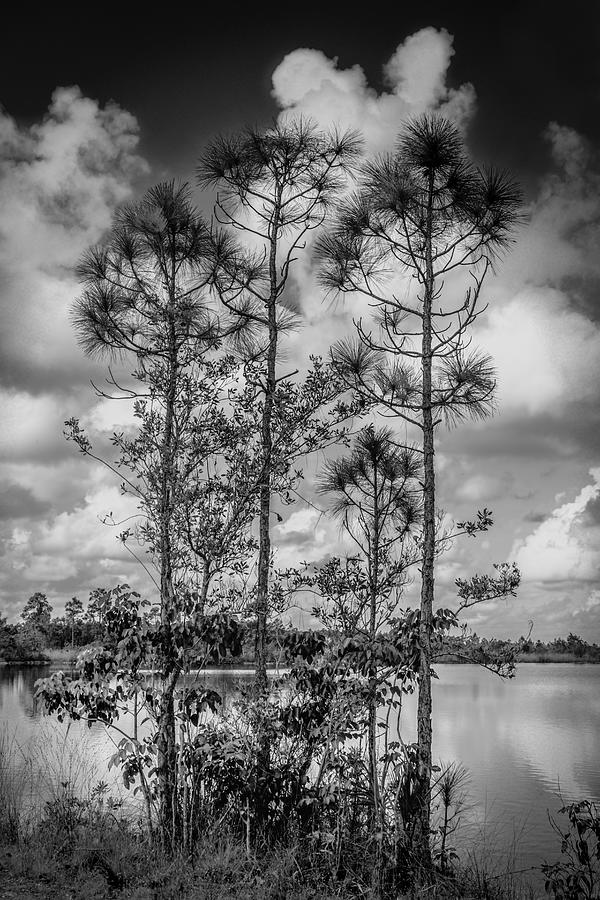 Tree Photograph - Everglades 0336BW by Rudy Umans