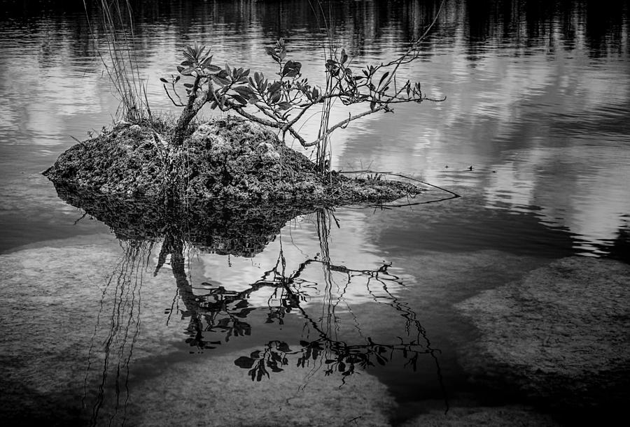 Tree Photograph - Everglades 0346 by Rudy Umans