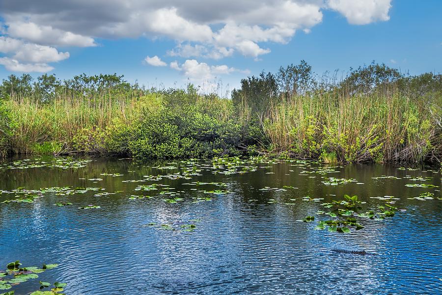 Everglades 0817 Photograph by Rudy Umans