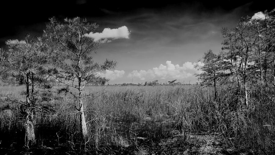 Nature Photograph - Everglades 1909BW by Rudy Umans