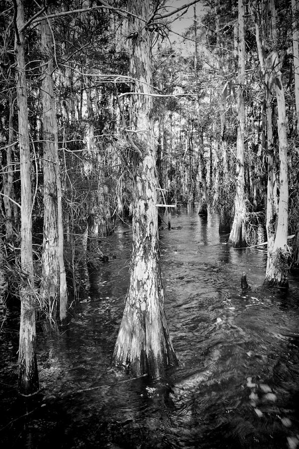 Everglades 5200BW Photograph by Rudy Umans