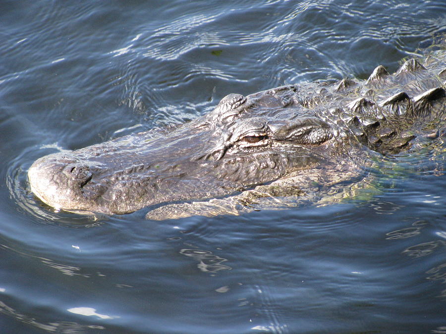 Everglades Alligator Painting by Melinda Saminski