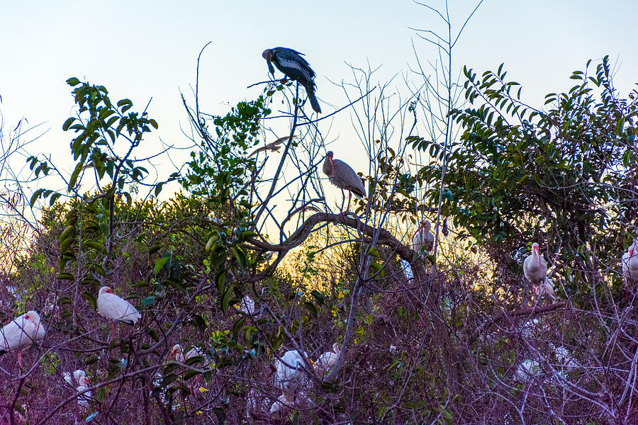 Bird Photograph - Everglades birds by Manuel Lopez