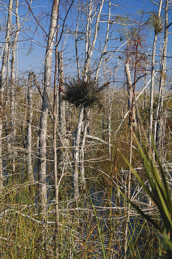 Everglades Bromeliad Photograph by James Steinberg