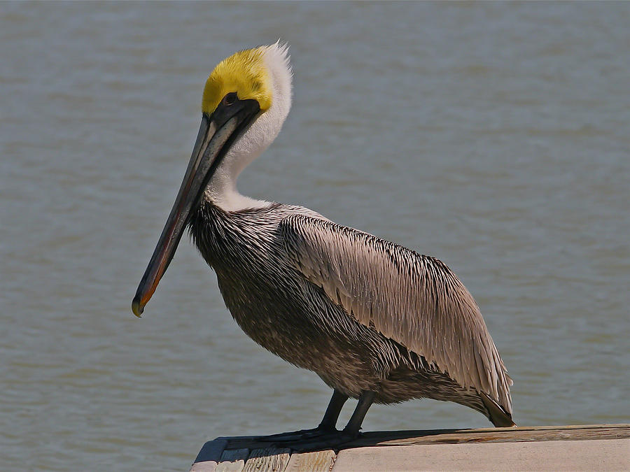 Everglades Brown Pelican Photograph by Kathleen Scanlan