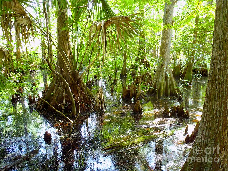 Everglades Photograph