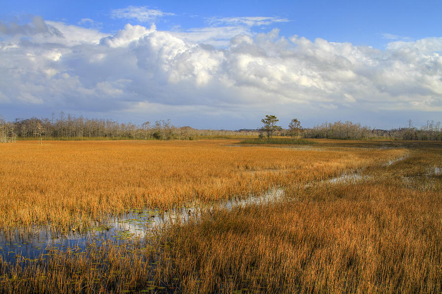 Everglades Clouds Photograph by Debra and Dave Vanderlaan - Fine Art ...