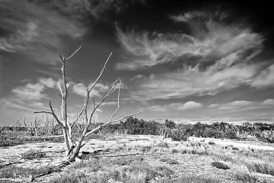 Nature Photograph - Everglades Coastal Prairies BW by Rudy Umans