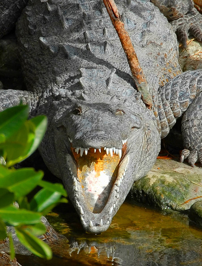 Everglades Crocodile ENP Photograph by David Lee Thompson