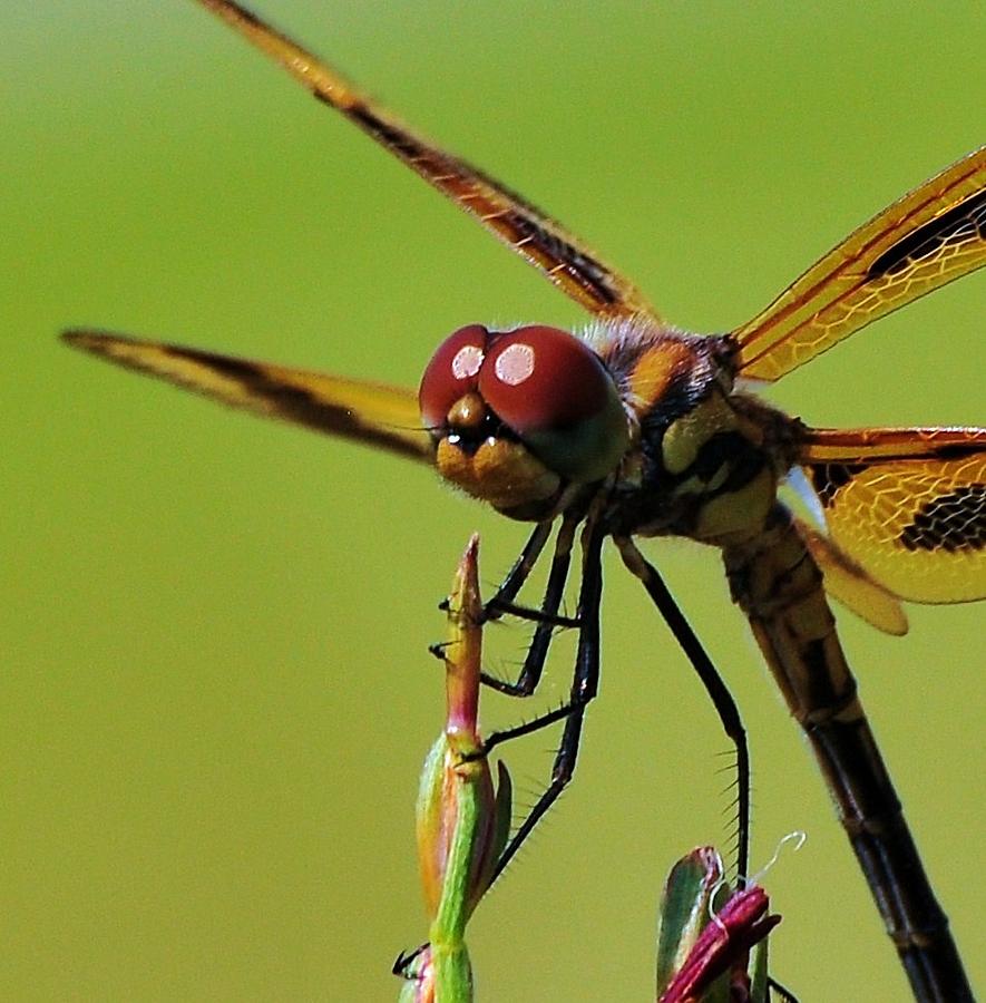 Everglades Dragonfly 2 Photograph by Kicking Bear  Productions