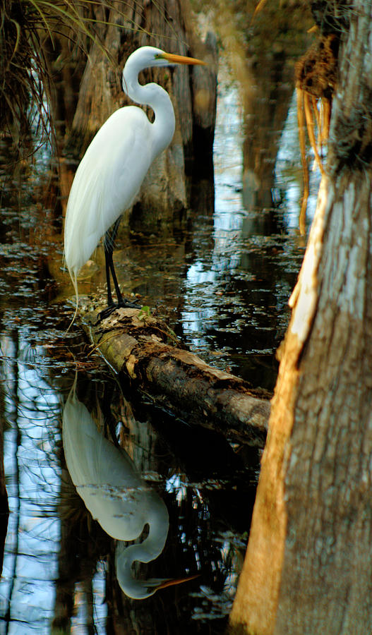 Everglades Egret Photograph by Daniel Woodrum