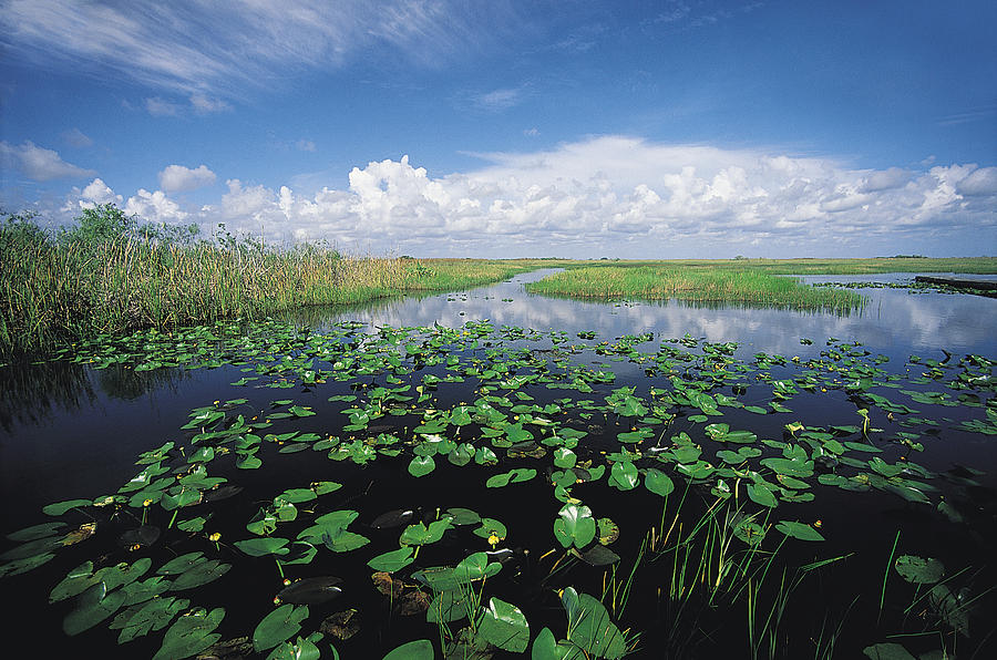 Everglades, Florida, USA Photograph by Robin Hill