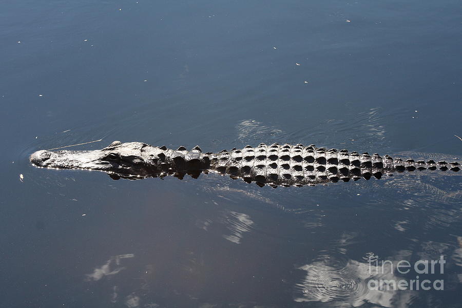 Everglades Gator Photograph by Christiane Schulze Art And Photography