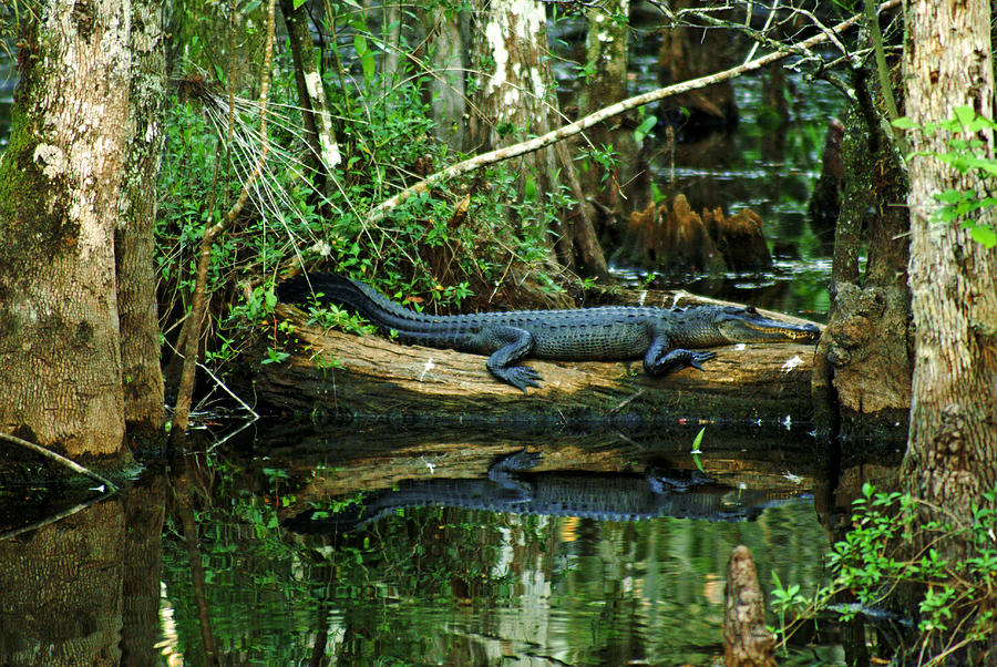Everglades Gator Photograph by Daniel Woodrum
