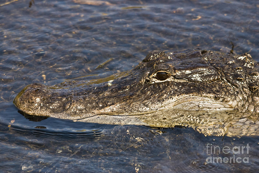 Everglades Gator Photograph by John Greco