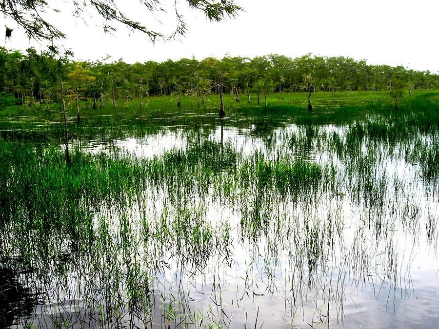 Everglades Grass Photograph
