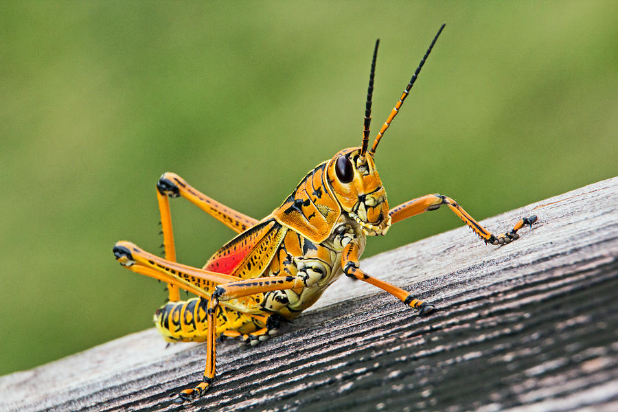 Everglades Grasshopper 1 Photograph by Theo OConnor