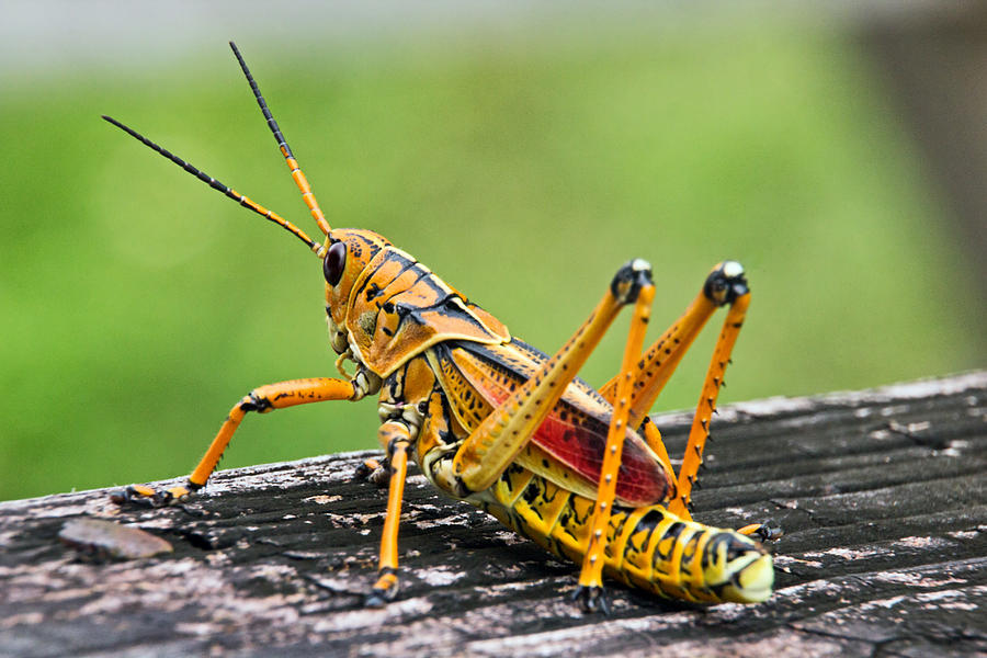 Everglades Grasshopper 2 Photograph by Theo OConnor