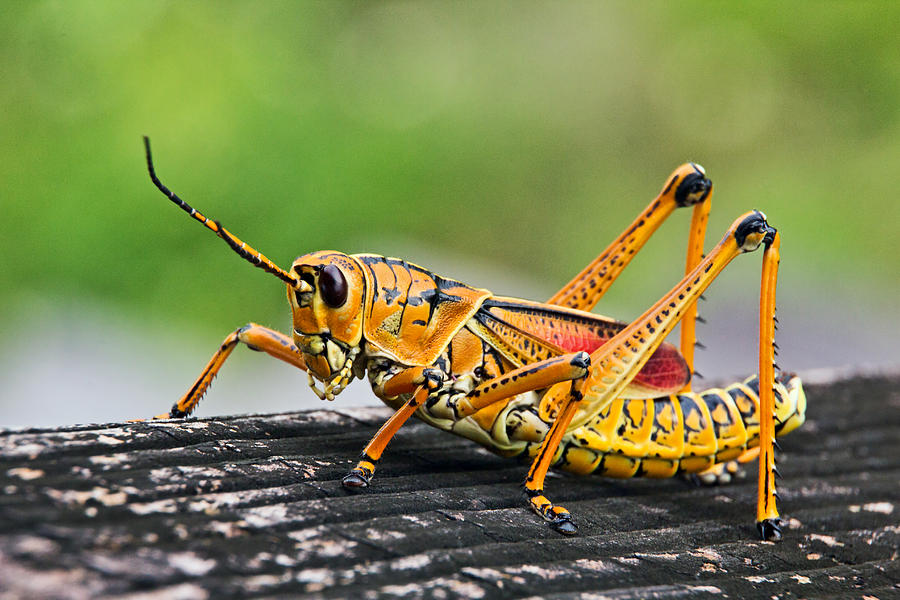 Everglades Grasshopper 3 Photograph by Theo OConnor