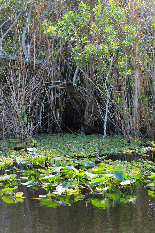 Everglades Green Photograph by Audrey Robillard