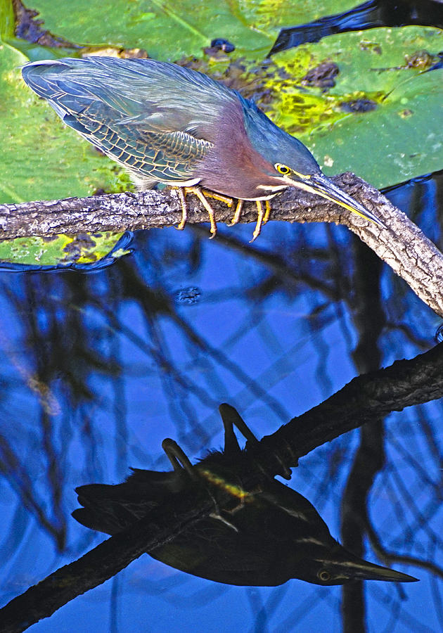 Everglades Green Heron Photograph by Dennis Cox
