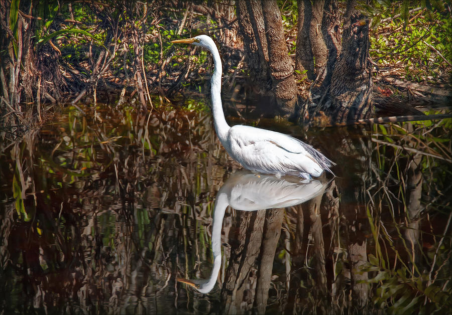 Everglades Photograph by Hanny Heim